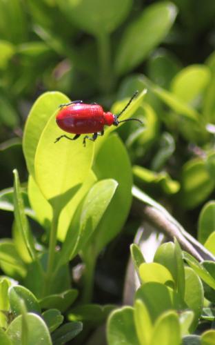 Lilioceris lilii
